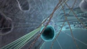 Inner Life Of A Cell - Full Version.mkv