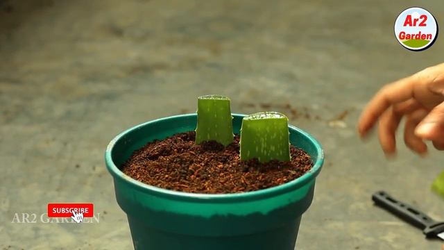 How To Grow Aloe vera From Leaf Cutting | Ar2 Garden | Aloe vera Plant Propagating смотреть онлайн