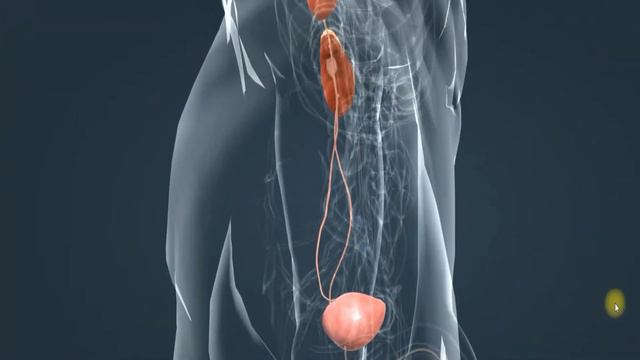 Системы органов в 3 Д. Анатомия человека. смотреть онлайн