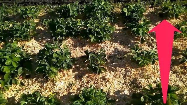 КЛУБНИКА ИЗ СВОИХ СЕМЯН - СТАРЫЕ СОРТА КЛУБНИКИ! смотреть онлайн