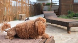 Кубик ловелас! Красный пудель самый красивый пудель! Все девочки будут  в восторге от меня!!