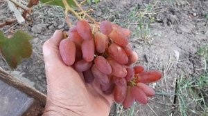 Виноград Преображение, второй год. 25 авг. 2021. Белгород