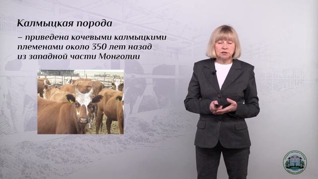 3 3  Калмыцкая и казахская белоголовая породы