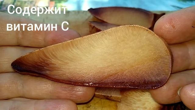 ГРИБ ПЕЧЕНОЧНИК. Fistulina Hepatica.