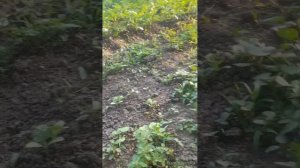 что готовили//тренировка//садово-огородное//конец учёбы//квакша//(1 год назад)