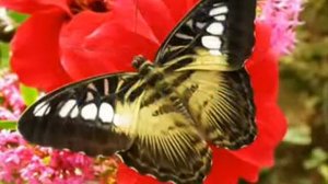 Урок бабочки - притча