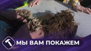 Мы вам покажем: Как быстро вырастить якутские растения?