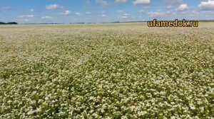 Наши медоносы . Башкирия. ufamedok.ru