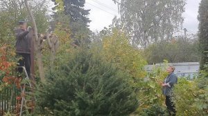 Обрезаем Маньчжурский орех правильно и красиво. Заготовка КАЛИНЫ