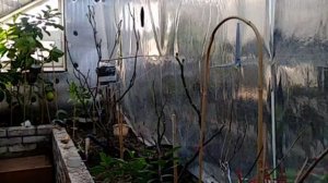 Инжир, лимон в Подмосковье на 11.03.2022