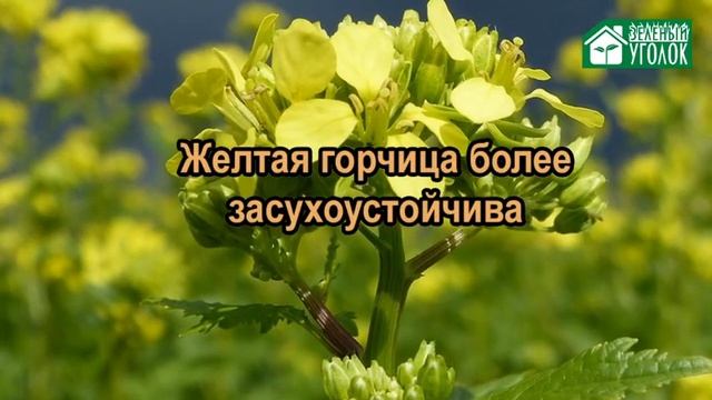 Отличия желтой и белой горчицы