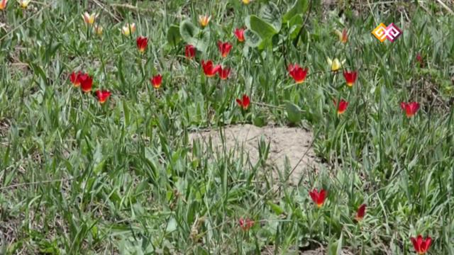 "Заповедники Казахстана" - (006) 09.02.16 смотреть онлайн