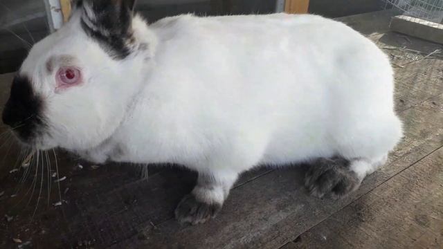 Лучшая порода кроликов калифорнийская смотреть онлайн