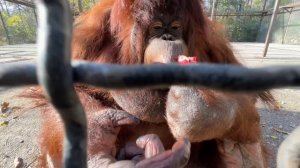 ВПЕРВЫЕ ВИЖУ как орангутан Дана ест гранат!