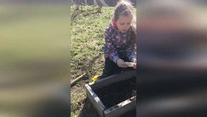 Живая изгородь/Посадка древовидной гортензии/ грядка доченьки/Игры