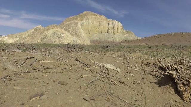 Большая песчанка в долине замков Айракты-Шоманай. Казахстан, полуостров Мангистау