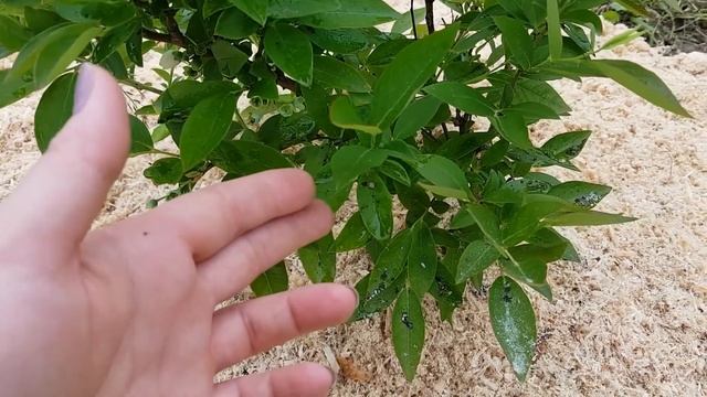 Итоги пересадки голубики смотреть онлайн