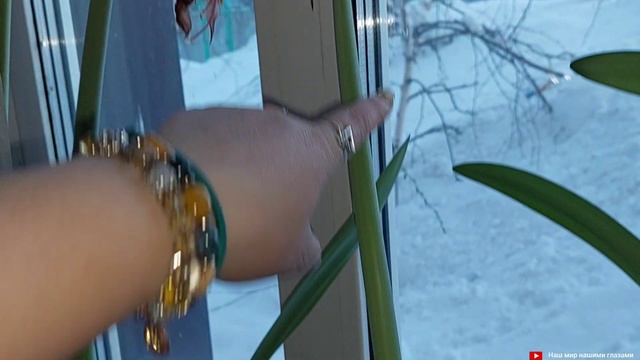 Гиппеа́струм — род растений семейства Амариллисовые.