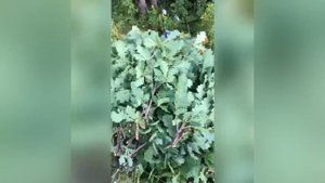 Школьник заготавливает веники для продажи/ собирвет веники на велосипеде