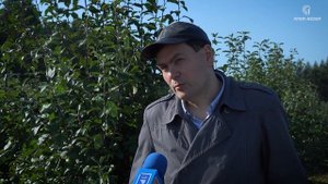 Какие сорта плодовых деревьев лучше выбрать для своего участка и получить богатый урожай