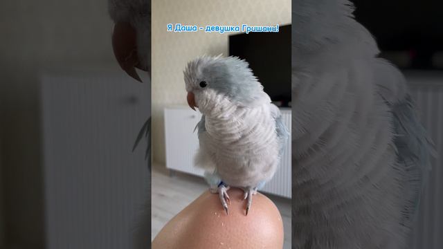 Даша