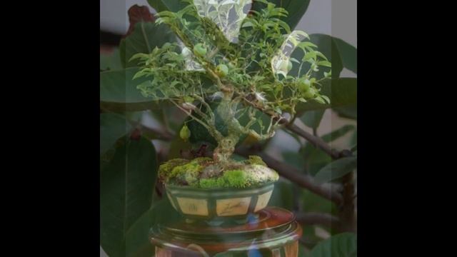 Psidium Guajava Bonsai Tree Fruit смотреть онлайн
