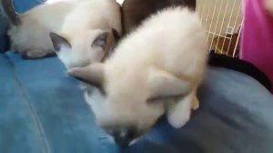А.А.М - наша кошачья семья. Сиамские коты и котята. Святая Бирма.