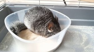 Шиншилла-Шуша.