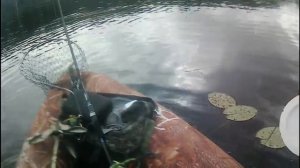 Ленинградская Область, Лодейнопольский район,2023 озеро Большое Конец-Сарское. рыбалка на кружки.