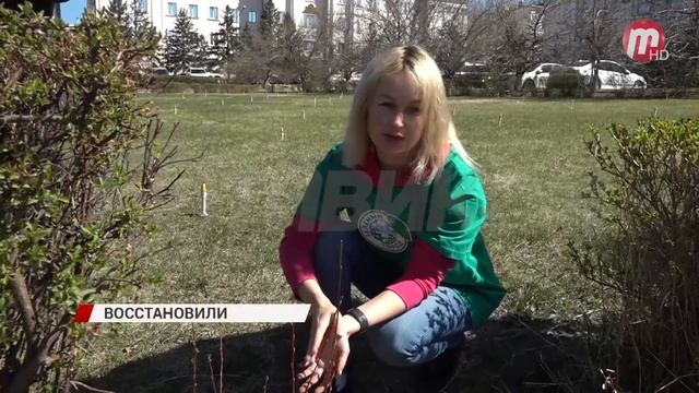 В Улан-Удэ продолжают высаживать деревья и кустарники в рамках программы «Зеленый город» смотреть онлайн