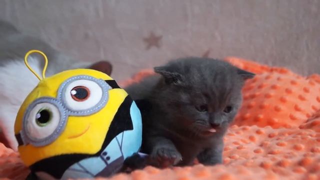 Маленький котёнок знакомится с папой, братом и Миньоном!