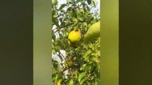 груша Кавказ 2021 года
