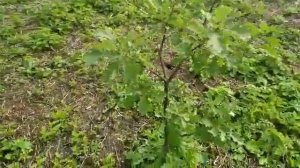 Освоение участка 40 соток