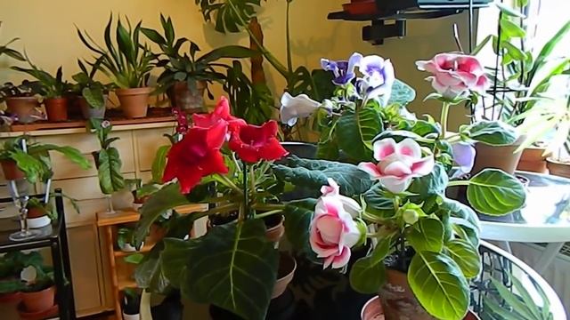 Gloxinia / Sinningia In Flower & Winter Rest смотреть онлайн