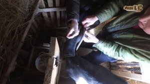 Обезроживание взрослой козы резинками для кастрации