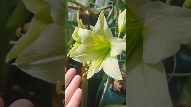 Hippeastrum  Green Valley flower