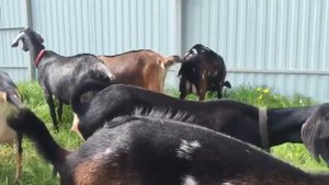 Нубийско-альпийские и нубо-зааненские наши козы. +79157787787