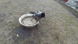 Домашняя ворона Гоша