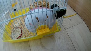 Мой хомяк Стёпа (генератор)