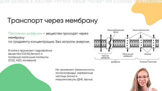 Плазматическая мембрана. Виды транспорта через мембрану