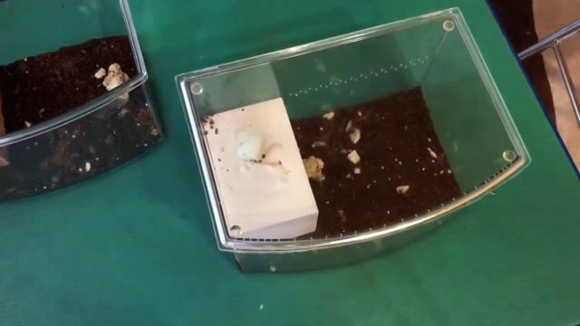 О Понеринах ( Ponerinae ). Длинный рассказ.