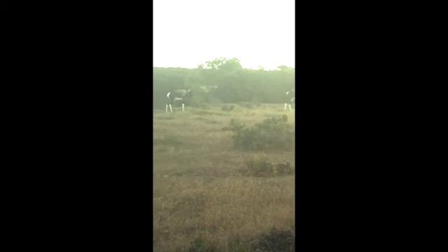 South Africa From Cape Town to Port Elizabeth смотреть онлайн