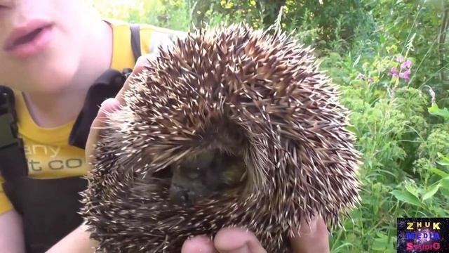 Андрей и Ежик смотреть онлайн