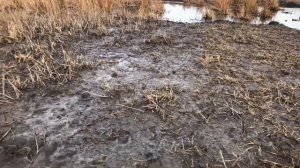 Коп монет возле Мелитополя