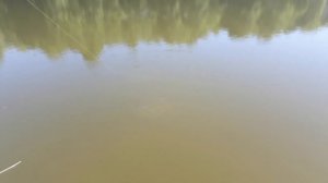 Сом на блесну.