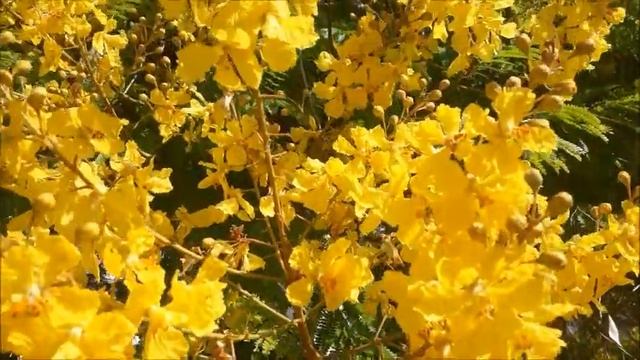 #Пелтфорум,жёлтое пламя!#Ашдод.#Израиль. смотреть онлайн