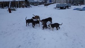 Питомник"Эдирс нью лайв" Стаффы - применение буксировочного тросса