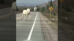 Белый Лось альбинос