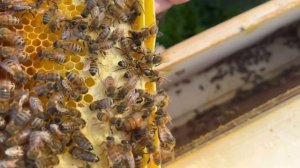 How To Make Queen Mating Nucs - Made SIMPLE