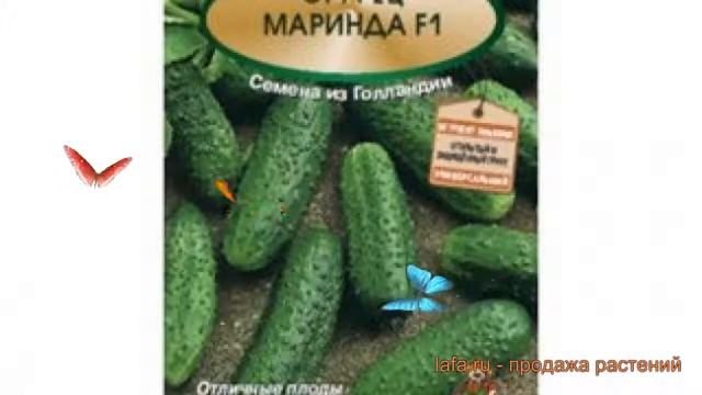 Огурец обыкновенный Маринда F1 (marinda-f1) ? Маринда F1 обзор: как сажать, семена огурца Маринда F смотреть онлайн